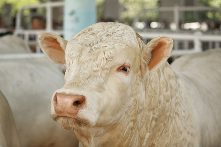 Cow in corralの写真素材