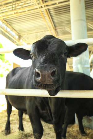 Cow in corralの写真素材