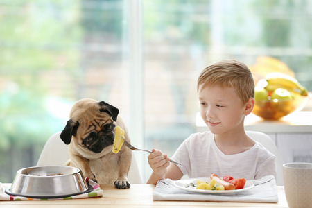 Cute boy feeding pug at table in kitchenの写真素材