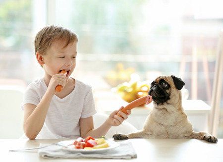 Cute boy feeding pug at table in kitchenの写真素材