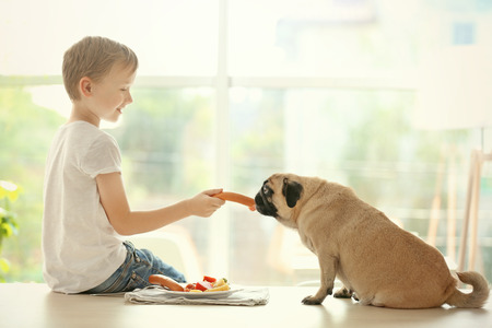Cute boy feeding pug at table in kitchenの写真素材