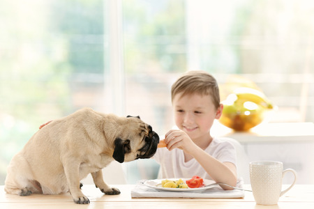 Cute boy feeding pug at table in kitchenの写真素材