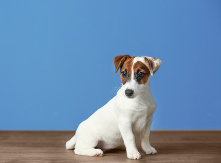 Jack Russell terrier on blue backgroundの写真素材