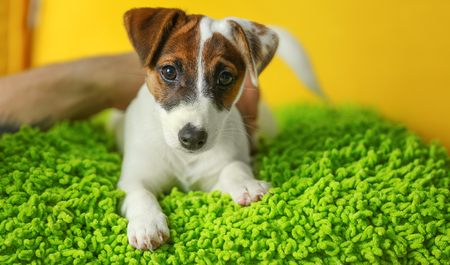 Cute dog on green pillowの写真素材