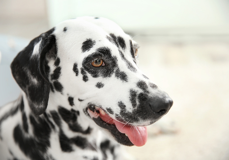 Dalmatian dog on blurred background