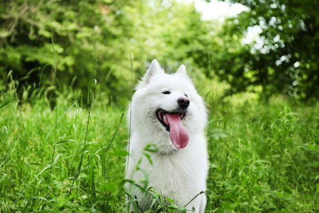 Fluffy samoyed dog in green parkの写真素材