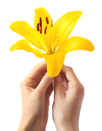 Beautiful lily isolated on whiteの写真素材
