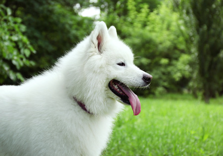 Fluffy samoyed dog in green park