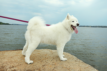 Fluffy samoyed dog on river bankの写真素材