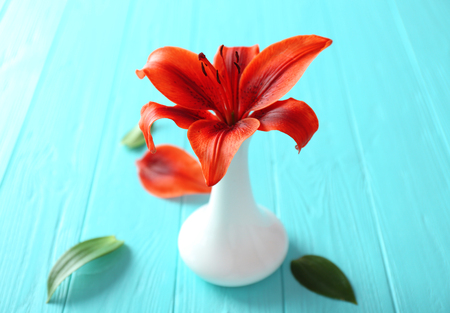 Beautiful lily on blue wooden backgroundの写真素材