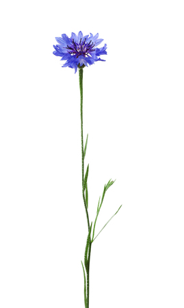 Beautiful bluett flower isolated on whiteの写真素材