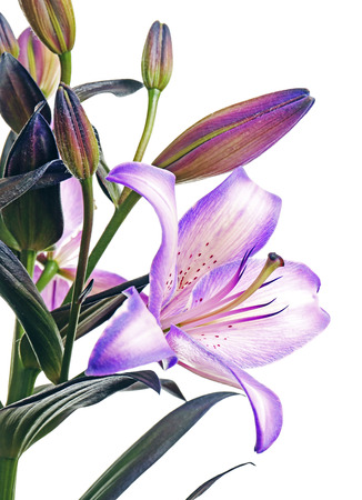 Beautiful lilies isolated on whiteの写真素材