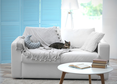 Cute grey cat on sofa in the roomの写真素材