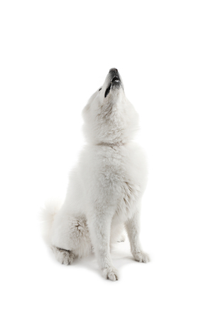 Fluffy samoyed dog isolated on whiteの写真素材