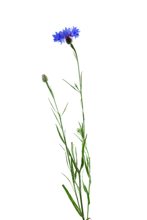 Beautiful bluett flower isolated on whiteの写真素材
