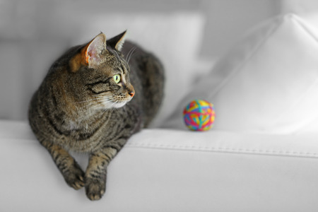 Cute grey catの写真素材