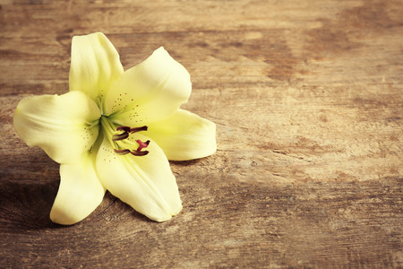 Beautiful lily on wooden backgroundの写真素材