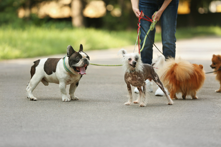 Woman walking dogs in parkの写真素材