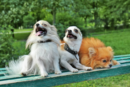 Cute dogs in the parkの写真素材