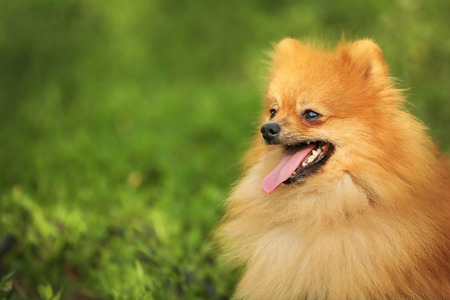 Cute fluffy dog on green grassの写真素材