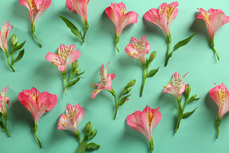 Beautiful flowers on turquoise backgroundの写真素材