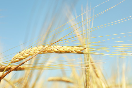 Golden wheat on blue sky backgroundの写真素材