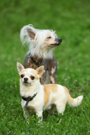 Cute dogs playing on green grass in the parkの写真素材