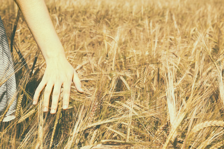 Young woman touching wheat on a fieldの写真素材