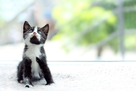 Cute small cat on windowsillの写真素材