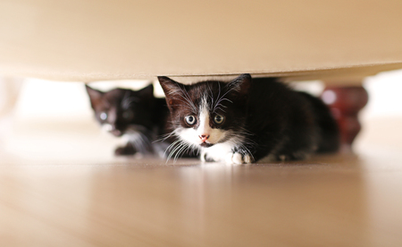Cute small cats under couchの写真素材