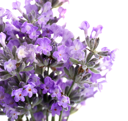 Bouquet of lavender flowers on light backgroundの写真素材