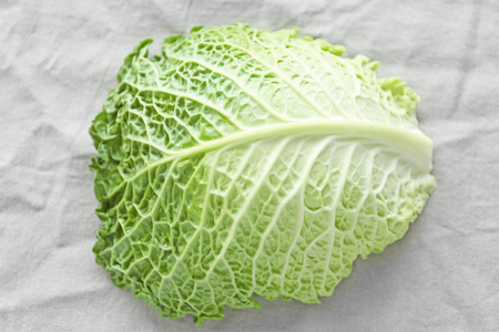 Savoy cabbage leaf on light backgroundの写真素材