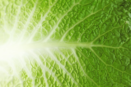 Savoy cabbage leaf, closeupの写真素材