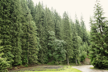 Road in mountain forestの写真素材