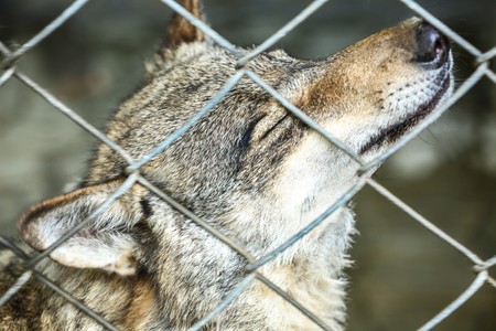 Wolf in the cage, closeup