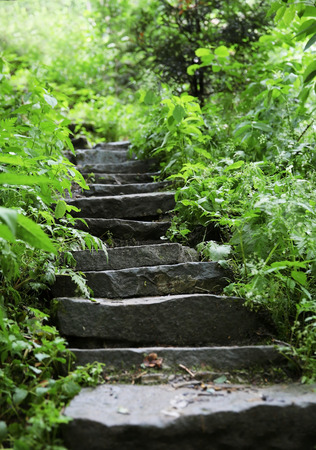 Old stairs in summer forest