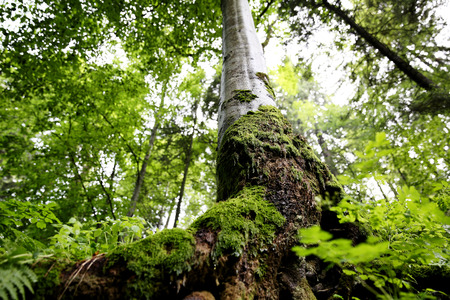 Top of trees in forest