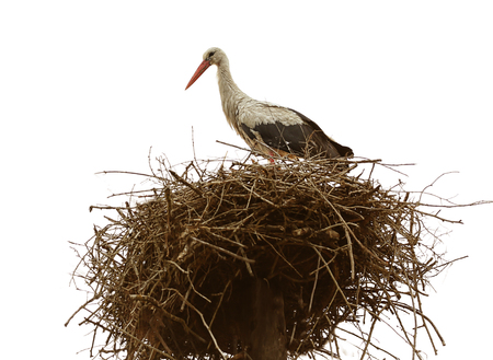 Beautiful stork in a nest on sky backgroundの写真素材