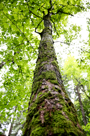Top of tree in forest