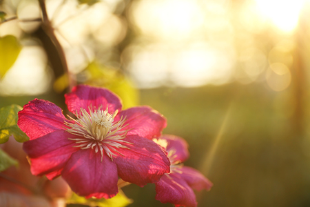 Clematis flower in gardenの写真素材