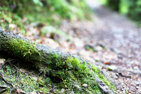 Big tree roots in Carpathian forestの写真素材