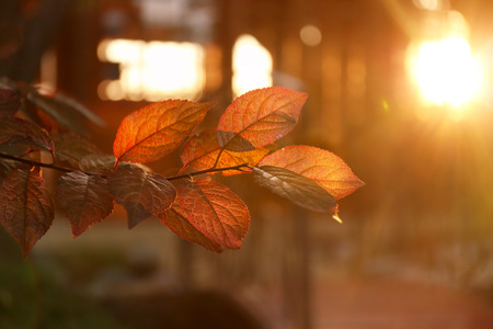 Sprig with leaves at sunset, on blurred background