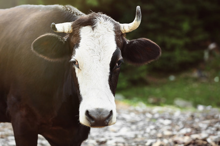 Cow on footpath, close up