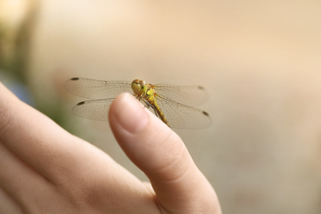 Small dragonfly on female handの写真素材