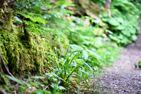 Green grass in spring forest