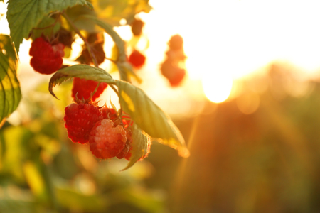 Ripe raspberry bushの写真素材
