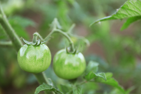 Green tomatoes growing on bushの写真素材