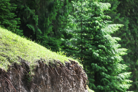 Beautiful mountain forest