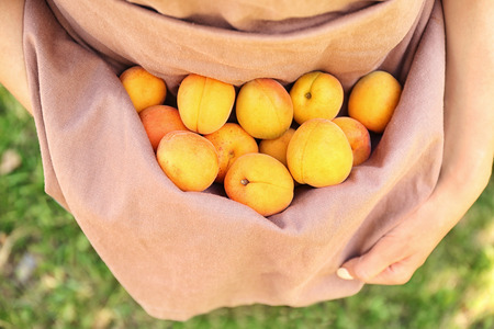 Woman holding many apricots in apronの写真素材
