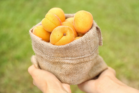 Woman holding many apricots in sackcloth bag, closeup